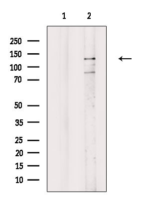 JAK2/JAK3 Antibody in Western Blot (WB)