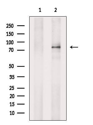 ARK5 Antibody in Western Blot (WB)