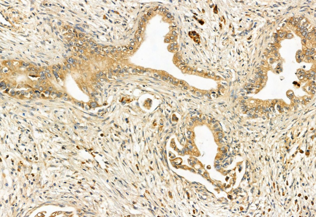 SPG20 Antibody in Immunohistochemistry (Paraffin) (IHC (P))