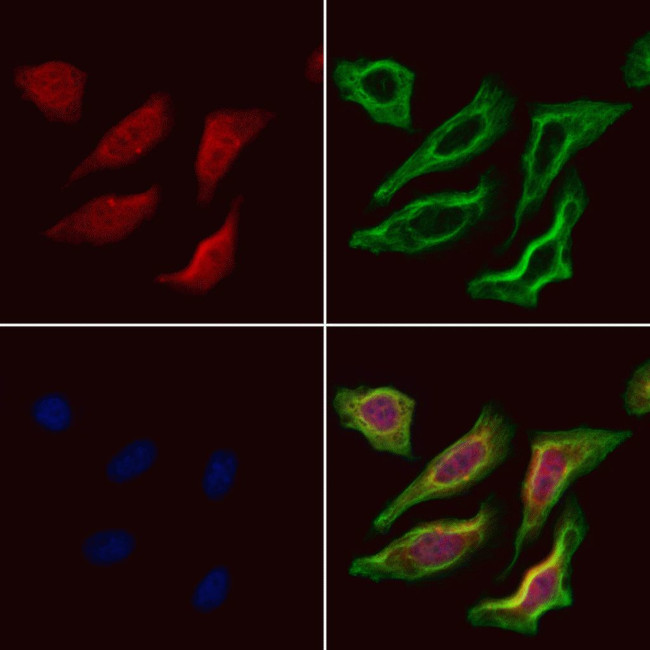 DNAJB14 Antibody in Immunocytochemistry (ICC/IF)