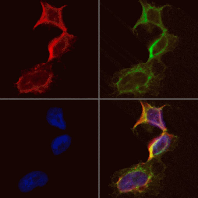 CKMT1A Antibody in Immunocytochemistry (ICC/IF)