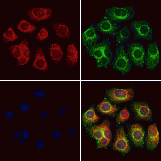 COQ9 Antibody in Immunocytochemistry (ICC/IF)