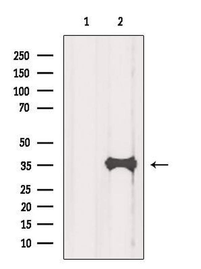 eIF3i Antibody in Western Blot (WB)
