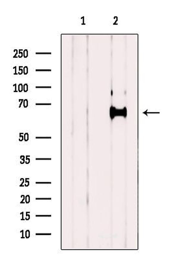 GEFT Antibody in Western Blot (WB)