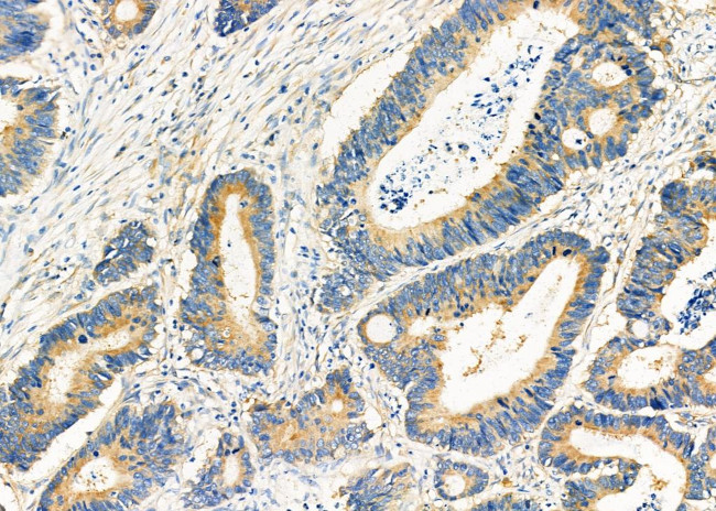 MRFAP1 Antibody in Immunohistochemistry (Paraffin) (IHC (P))