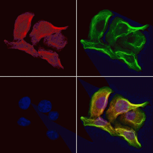 OPA3 Antibody in Immunocytochemistry (ICC/IF)