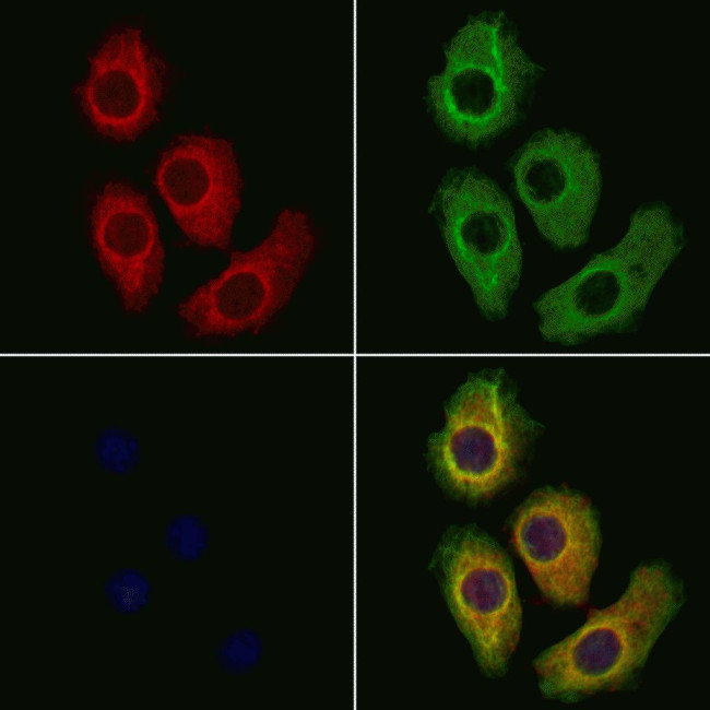 UQCRQ Antibody in Immunocytochemistry (ICC/IF)