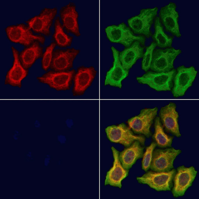 WWP1 Antibody in Immunocytochemistry (ICC/IF)
