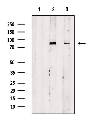 TBC1D10B Antibody in Western Blot (WB)
