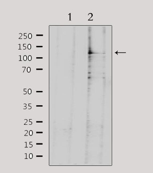 NEMF Antibody in Western Blot (WB)