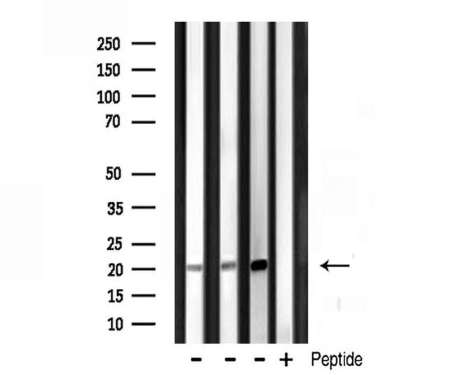 Histone 1F0 Antibody in Western Blot (WB)