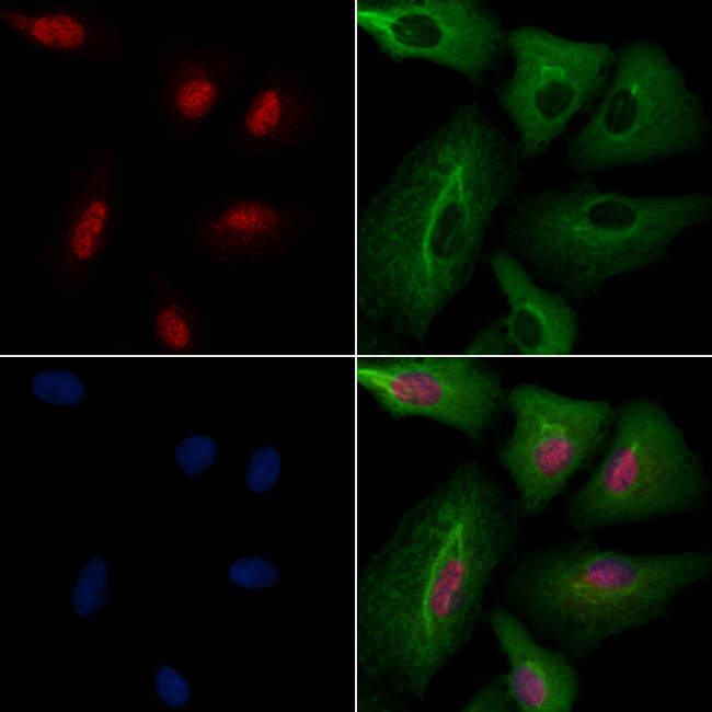 CLK2 Antibody in Immunocytochemistry (ICC/IF)