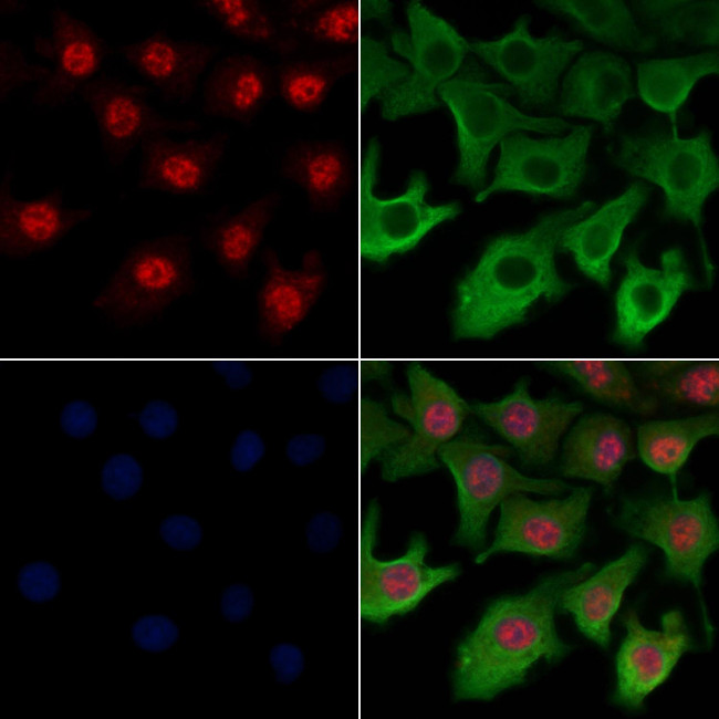 AKAP17A Antibody in Immunocytochemistry (ICC/IF)