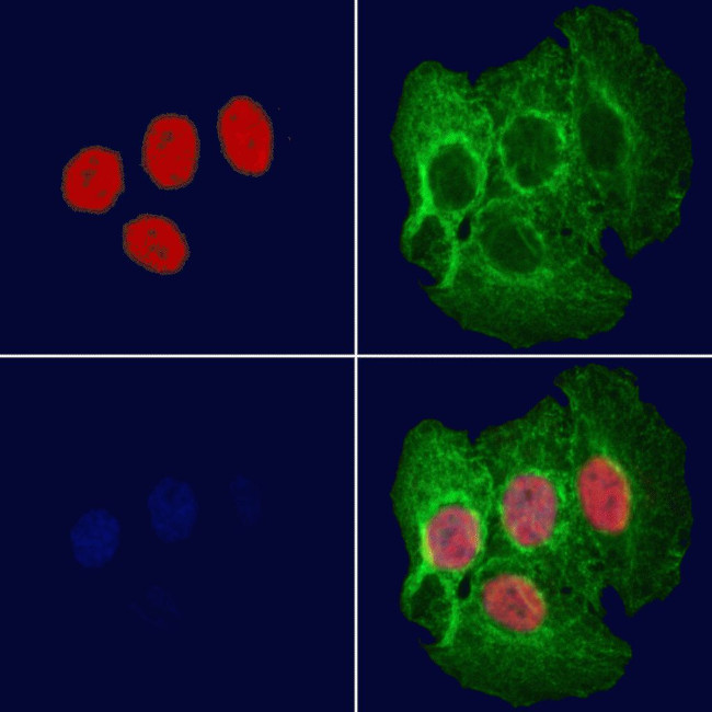 TEF Antibody in Immunocytochemistry (ICC/IF)