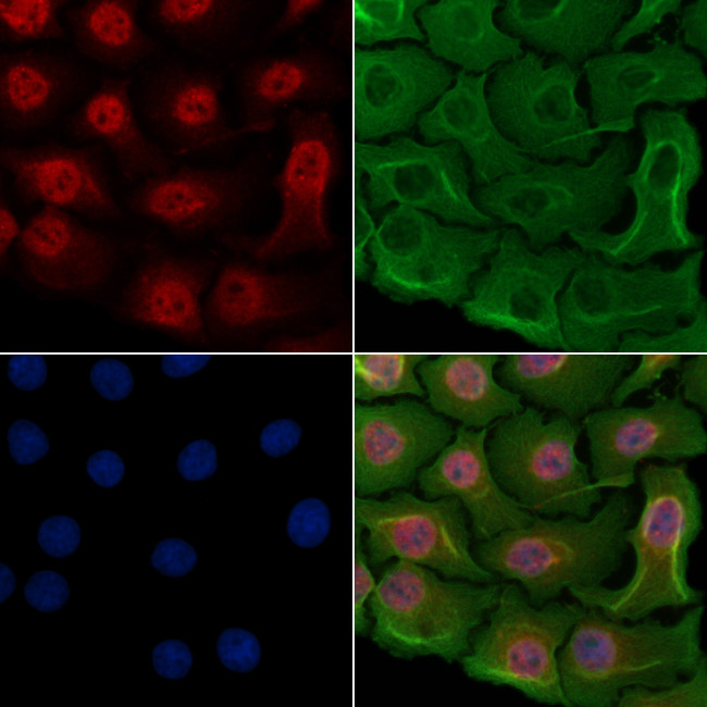 NFIL3 Antibody in Immunocytochemistry (ICC/IF)