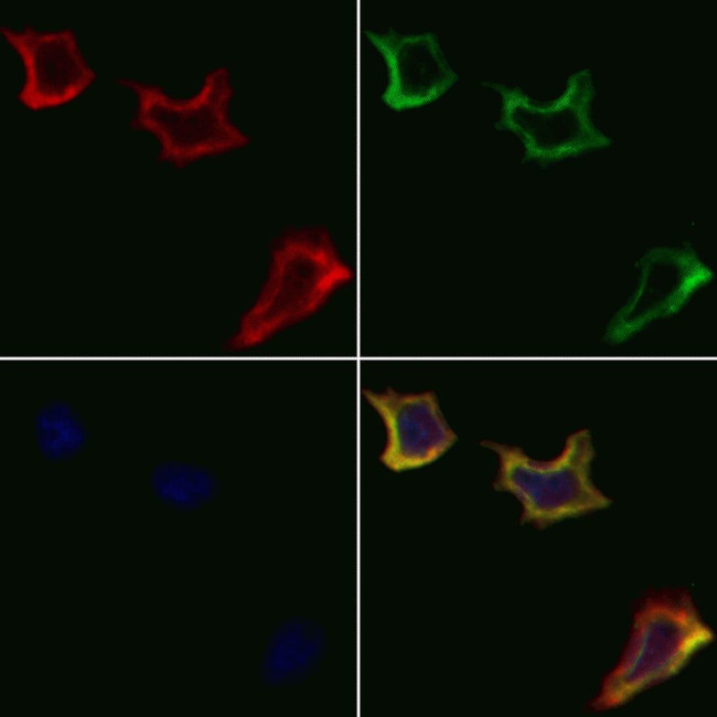 CDH9 Antibody in Immunocytochemistry (ICC/IF)
