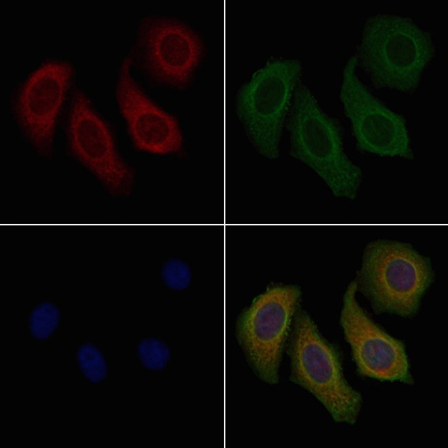 TRAF3IP3 Antibody in Immunocytochemistry (ICC/IF)