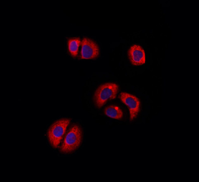 RPL27A Antibody in Immunocytochemistry (ICC/IF)