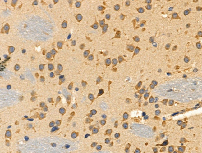 RPL34 Antibody in Immunohistochemistry (Paraffin) (IHC (P))
