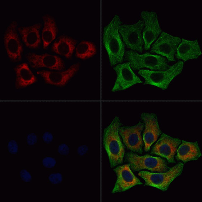 RPL35 Antibody in Immunocytochemistry (ICC/IF)