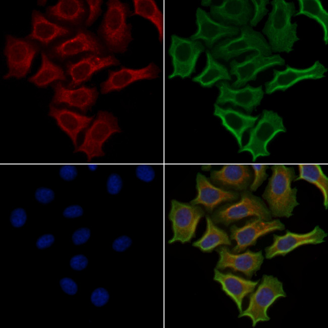 PHYKPL Antibody in Immunocytochemistry (ICC/IF)