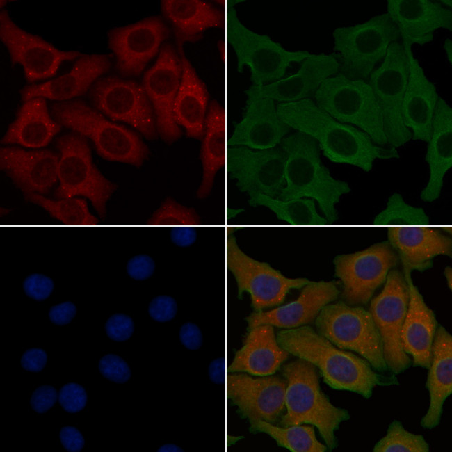 ANGPTL7 Antibody in Immunocytochemistry (ICC/IF)