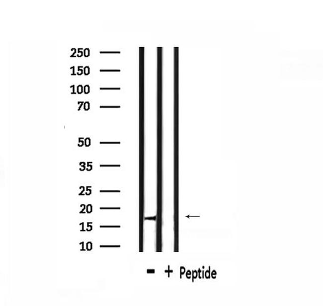 Cdc42EP5 Antibody in Western Blot (WB)