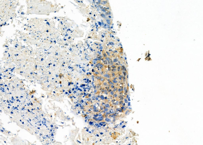INSL4 Antibody in Immunohistochemistry (Paraffin) (IHC (P))