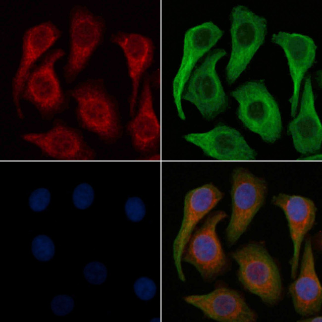 LRP11 Antibody in Immunocytochemistry (ICC/IF)
