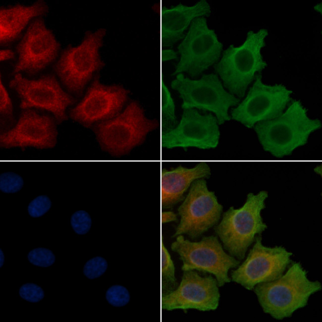 MRPL49 Antibody in Immunocytochemistry (ICC/IF)