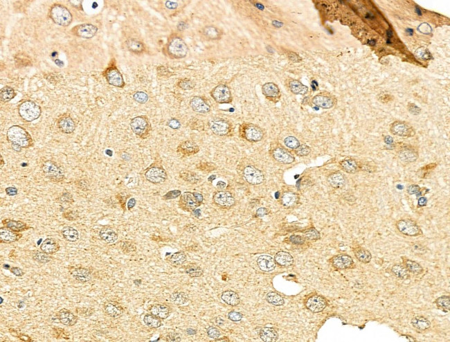 VGF Antibody in Immunohistochemistry (Paraffin) (IHC (P))