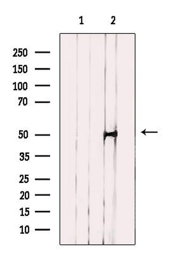 NFYC Antibody in Western Blot (WB)