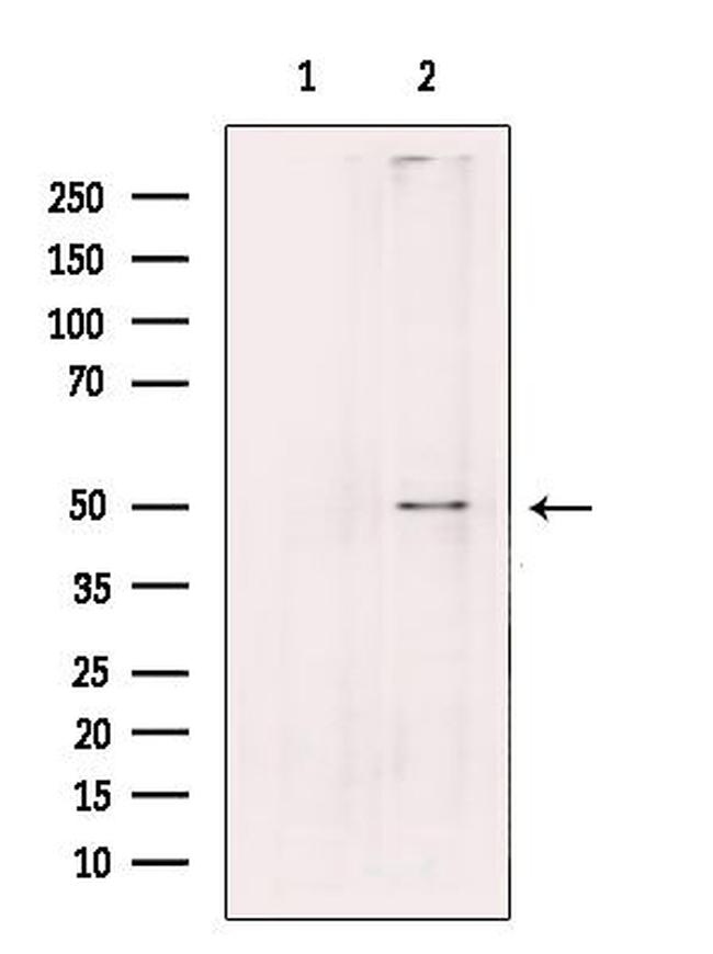 PLD4 Antibody in Western Blot (WB)