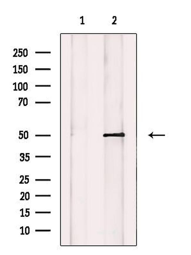 KCNG3 Antibody in Western Blot (WB)