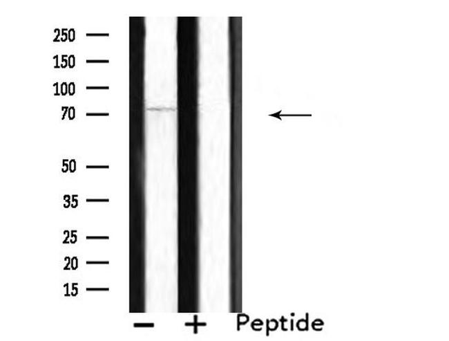SEMA7A Antibody in Western Blot (WB)