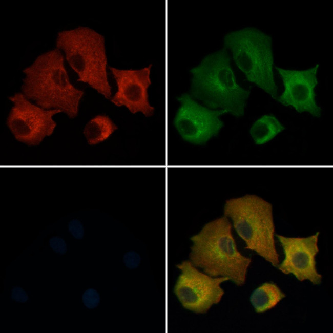 SEPT14 Antibody in Immunocytochemistry (ICC/IF)