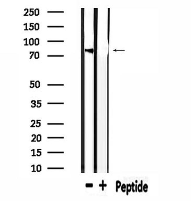 USP44 Antibody in Western Blot (WB)
