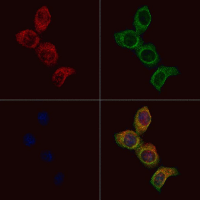 CACNG1 Antibody in Immunocytochemistry (ICC/IF)