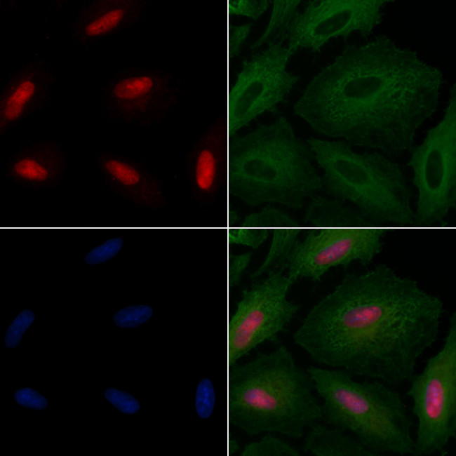 WEE2 Antibody in Immunocytochemistry (ICC/IF)
