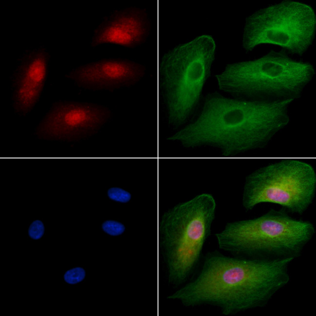 ZNF446 Antibody in Immunocytochemistry (ICC/IF)