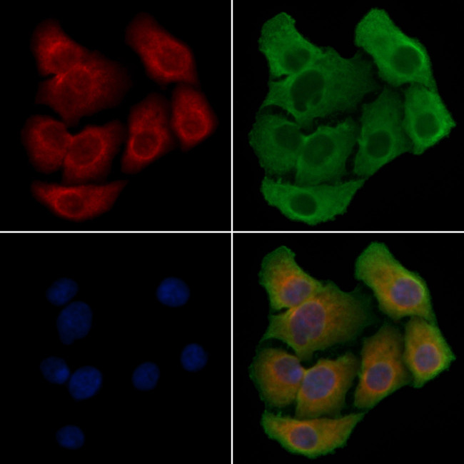 FAM3D Antibody in Immunocytochemistry (ICC/IF)