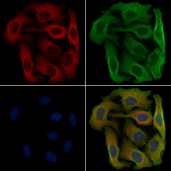 GPR151 Antibody in Immunocytochemistry (ICC/IF)
