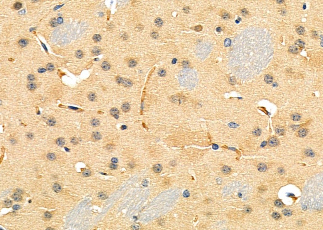 GPR173 Antibody in Immunohistochemistry (Paraffin) (IHC (P))