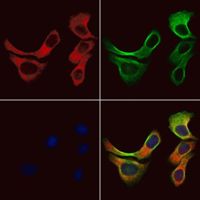 GPR153 Antibody in Immunocytochemistry (ICC/IF)