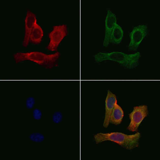 GPR35 Antibody in Immunocytochemistry (ICC/IF)