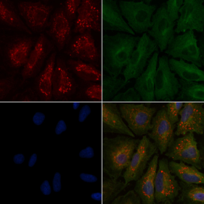 Protein S Antibody in Immunocytochemistry (ICC/IF)