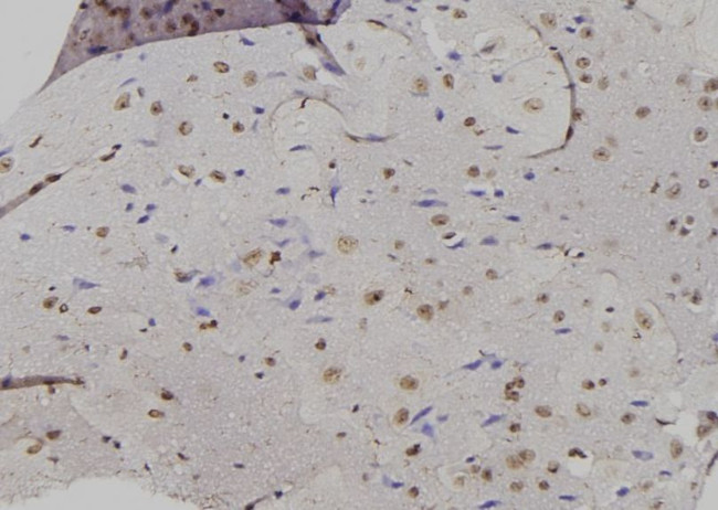 GADD45A Antibody in Immunohistochemistry (Paraffin) (IHC (P))
