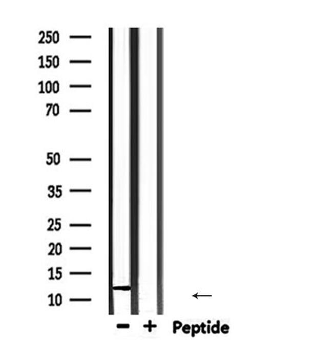ROC1 Antibody in Western Blot (WB)