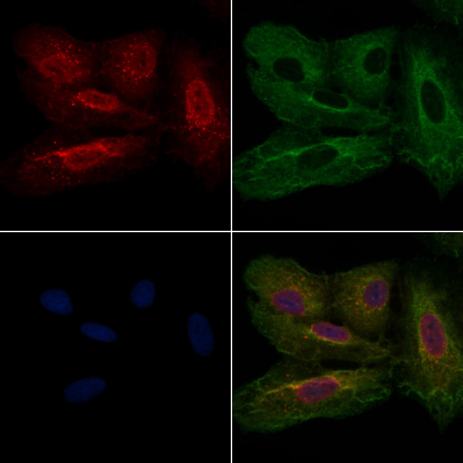 TRIM21 Antibody in Immunocytochemistry (ICC/IF)