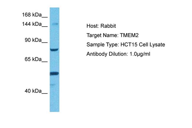 TMEM2 Antibody in Western Blot (WB)